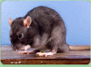 rat control Yeovil